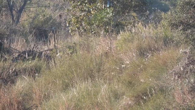 Tiger with her cubs at Panna- Feb 2023