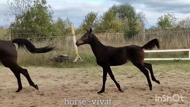ХЕДСИ ВИВАТ (Добромир хх - Харфида), 2022 г р., кобыла тракененской породы.