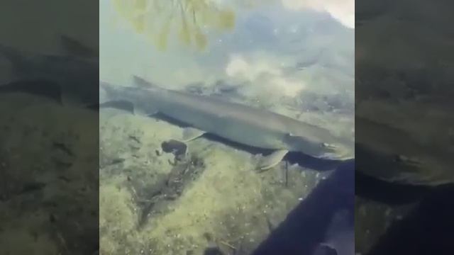 Вот это торпеда...😃