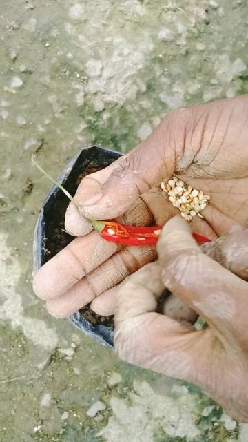 #shorts Chilli plant growing time lapse #chilliplants#viral#viralshortstrendingshorts#youtubeshorts