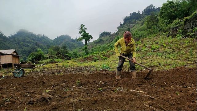 how I grow potatoes in sacks - tilling the soil to make beds for watermelons