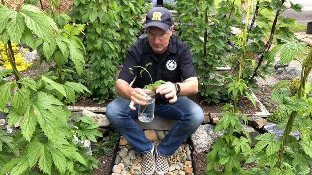 Cloning Hop Plants from Cuttings