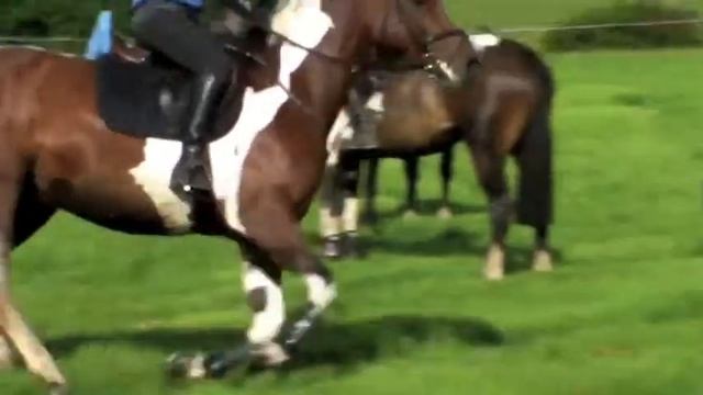Belletrix - 15.3 Coloured Irish Sportshorse 5yr old mare.