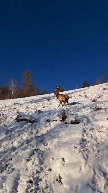 Изюбр