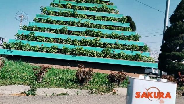 Достор өзгөчө жаңылык. Кыргызстанга Япония мамлекетинен жаңы SP стандартагы " Сакура "  майы келди