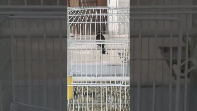 черноголовый щегол стимулирует других щеглов Саъба  Песа маст бул бул
