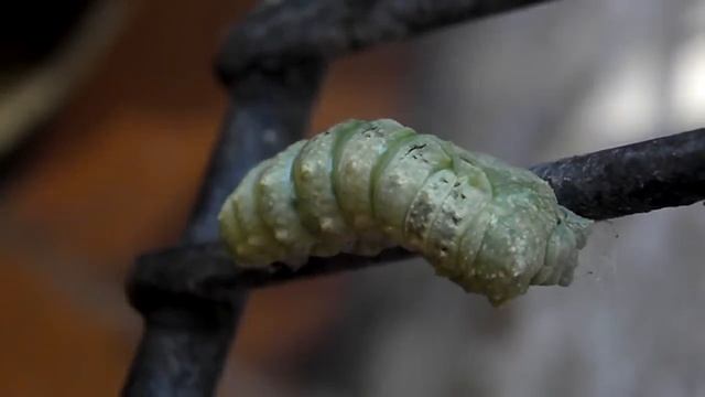 Mue de la chenille Machaon en chrysalide