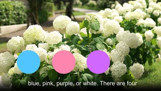 Boastfulness, Heartlessness, Vanity, Beauty, Gratitude, Forgiveness--Smooth Hydrangea