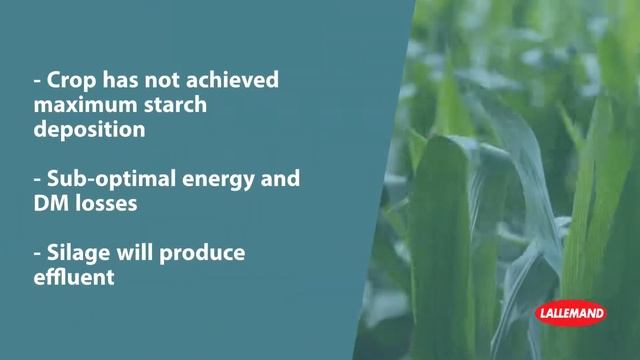 Corn Maize silage - Optimising Ensiling for Dry Matter levels