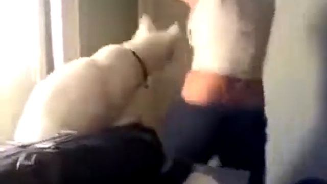 Соблазнила котейку