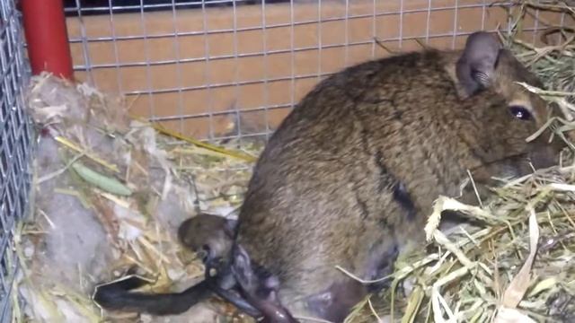 Parto de Degu.
