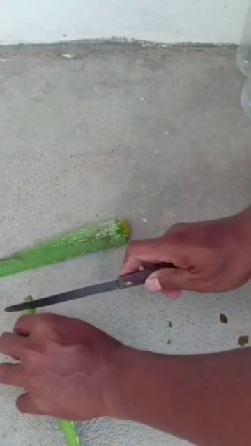 Lemon grafting in plastic bottle#easy Lemon grafting#shorts