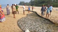 रापण.. Rapan. Malvan Beach.. Fishing. Kokan.