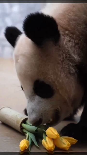 🐼Милота дня: панду Катюшу из Московского зоопарка поздравили с Международным женским днём.