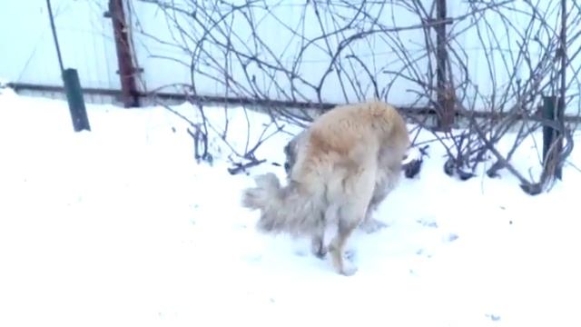 Моя собака жеки