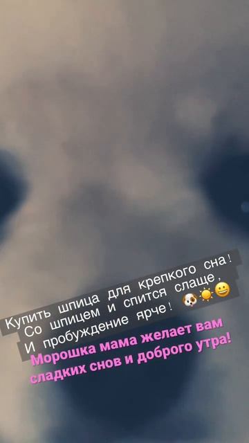 Шпиц на подушке, а голова без подушки! Только кота не хватает!🐶😻☺️
