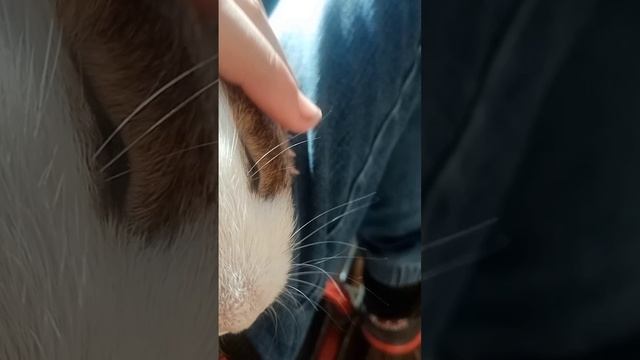 lv_0_20250308093109.mp4