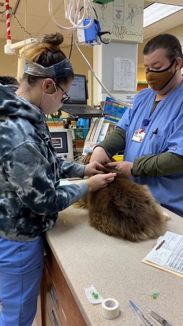 Skill 12: Subcutaneous Injection Canine
