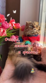 С 8 Марта, милые!💐😻 #8марта #котики #кот