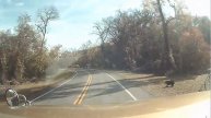Animals on the road. Животные на дорогах