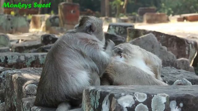 Tima Mama old Monkey And Bon Monkey ,Mama Tima Love Bon Monkey So Much ,Daily Old Tima