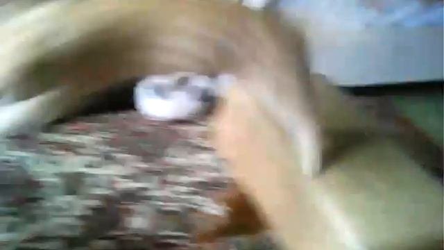 Тигр Муся выходит на арену.