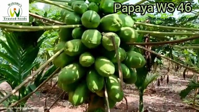 Papaya WS 46, Shimoga, Karnataka May 2023, Planting May 2022