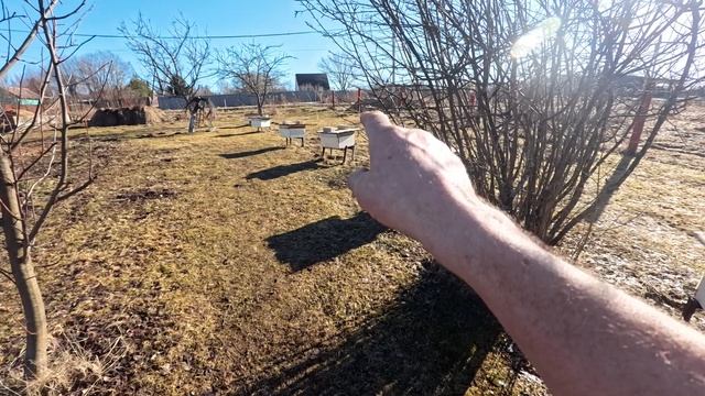 Вынесли пчёл на облёт,8 марта