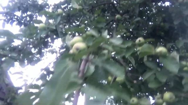 Лето🥒Деревня🐜Травлю мурашек🍅Опрыскиваю помидорки👟Купили Лерке кроссовки 🔥Новые резинки😁Влог