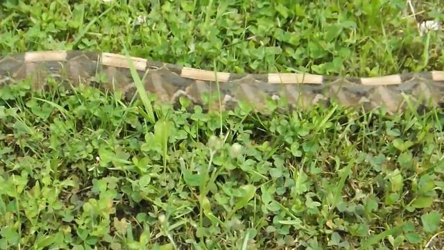 Bitis Rhinoceros sub adult  Ivory coast