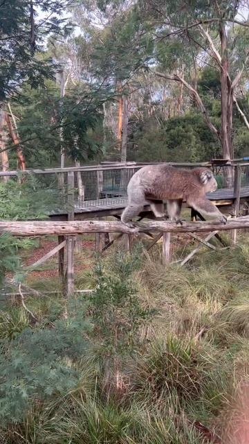 We found koalas in Australia today