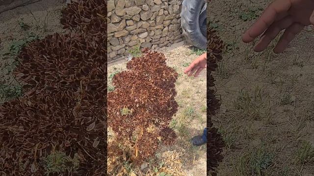 ховлидаги коврак уруглади +998994253801/+998990533858