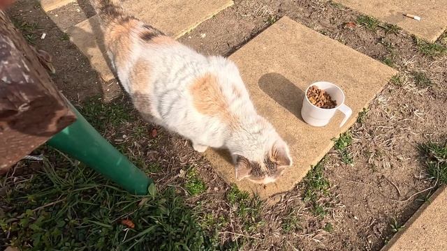 Stray cat / Уличная кошка
