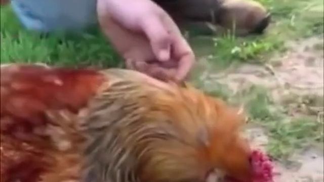 УГАРНЫЕ ЖИВОТНЫЕ СНЯТЫЕ НА КАМЕРУ. ССЫЛКА В ОПИСАНИИ!