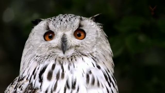 Birds-Ampyx(Rise)