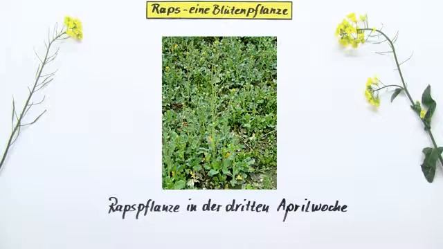 Aufbau und Nutzen der Rapspflanze | Biologie | Biologie der Pflanzen und Pilze (Mittelstufe)