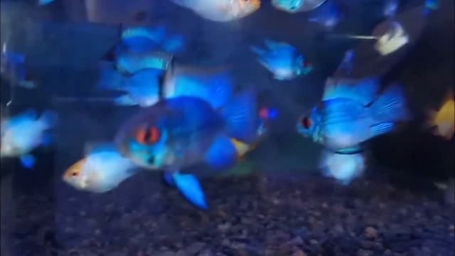 ikan ramirezi ram blue electric