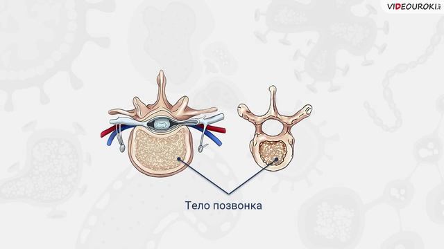 37. Опорно-двигательная система. Скелет. Мышцы