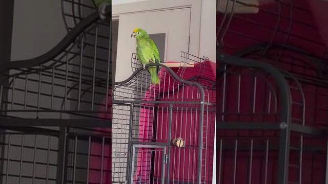 Суринамский или желтолобый амазон 4.5 месяца разговаривает. Первые достижения)