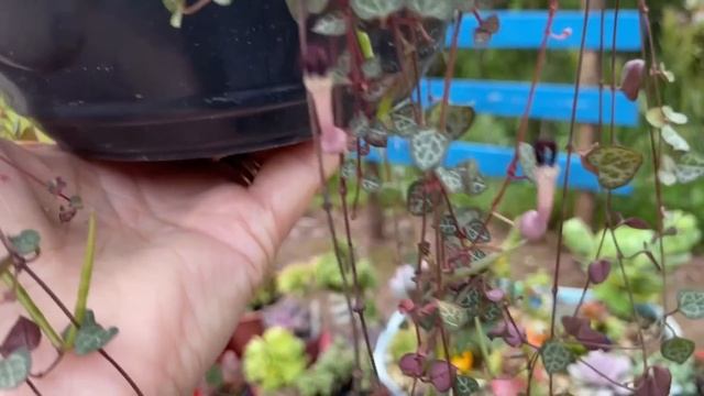 SUCULENTAS PENDENTES/ SAIBA COMO FAZER MUDAS DO COTYLEDOM PENDENS E DO CORAÇÃO EMARANHADO