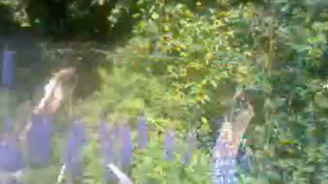ВЕСЕННЯЯ ПОРА,ВЕСЕННЯЯ СИМФОНИЯ ЛЮПИН ЦВЕТЁТ