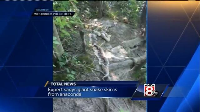 Expert: Snakeskin found in Westbrook is from anaconda