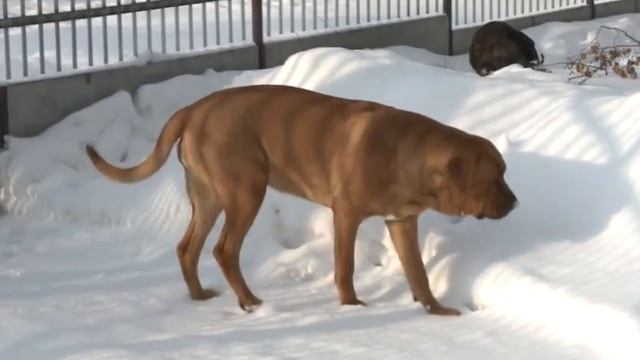 Cuidado! Esses Cachorros Podem Arranc4r um Br4ço Com Facilidade! (Lista Atualizada 2023)