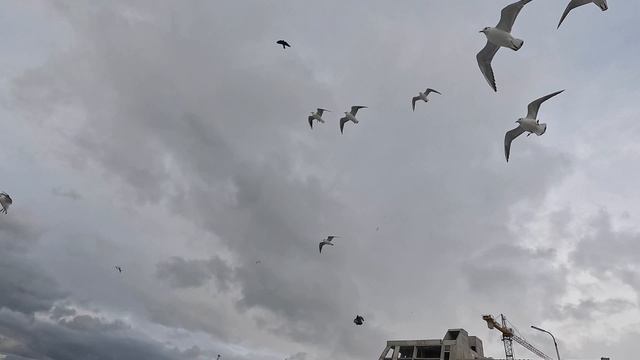 Зеленоградск25