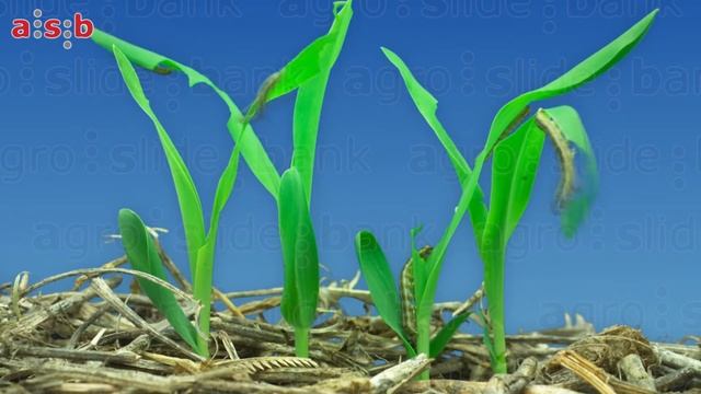 Daño de Spodoptera frugiperda en Maíz
