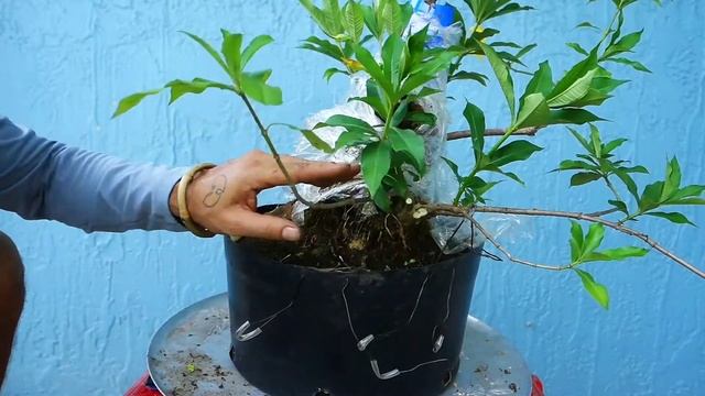 PRE-BONSAI FUTURE EXPOSED ROOT ALLAMANDA [NEAGARI BONSAI]