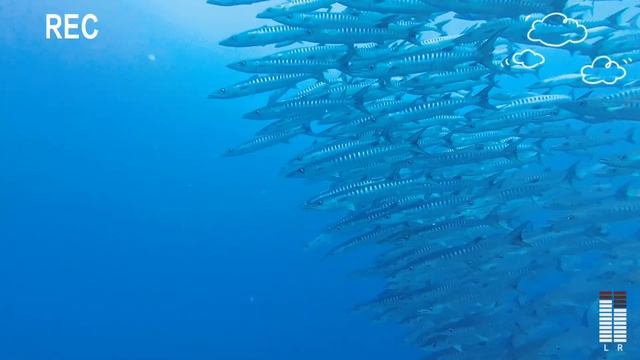 Balicasag Diving, Panglao Bohol