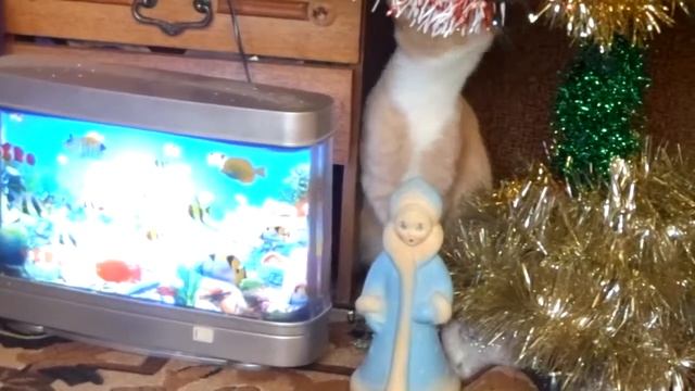 Кот играет)