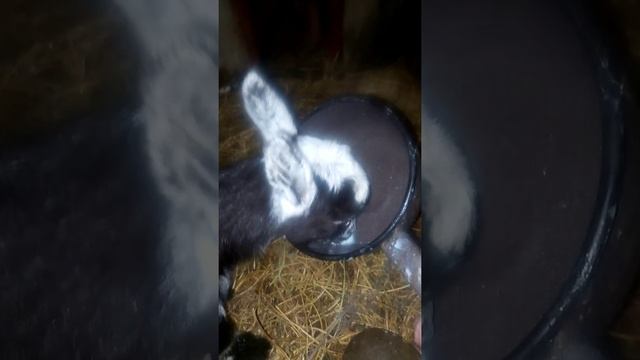 козы нутрии хозяйство