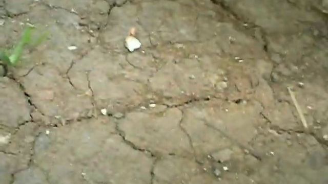 Mantis attack - атака богомола